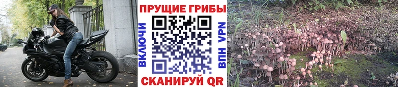 Галлюциногенные грибы Psilocybine cubensis  Урай 